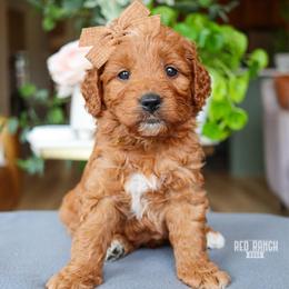 Starlight - Red  female Goldendoodle puppy in Salado, Texas from Red Ranch Dogs