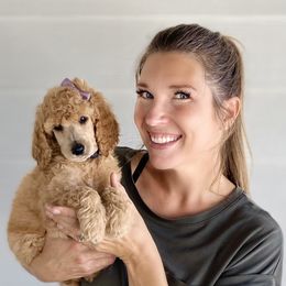 Bernedoodle, Goldendoodle, and Poodle Puppies from Central Valley Canine Companions