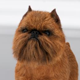 Beau - Brussels Griffon