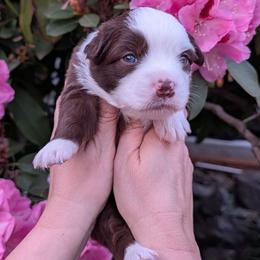 Prosperity - Red & white female Miniature Australian Shepherd puppy in Marysville, Washington from Garay Mini Aussies