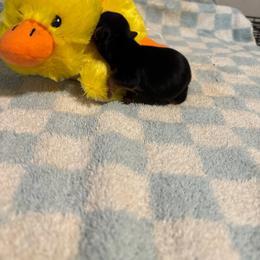 Lila AVAILABLE (1800.00) - Blue and gold female Yorkshire Terrier puppy in Brandenburg, Kentucky from Lil Amazing Paws Yorkshire Terriers