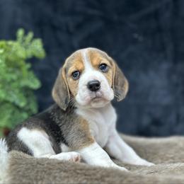 AKC Lily - Black tan and white female Beagle puppy in Chillicothe, Missouri from Tymber Lake Beagles