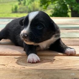 Boy 2 - Black tri male Miniature Australian Shepherd puppy in Doddridge, Arkansas from Huddleston Farm