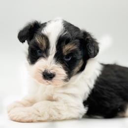 Panda - Black tri-color male Aussiedoodle puppy in Daphne, Alabama from Darling Australians