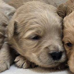 Girl 2 - Cream female Goldendoodle puppy in Milford, Michigan from Servant Kennel