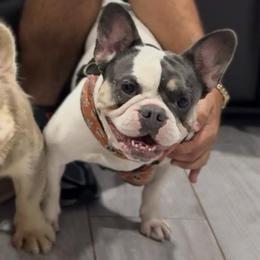 Blanca - French Bulldog