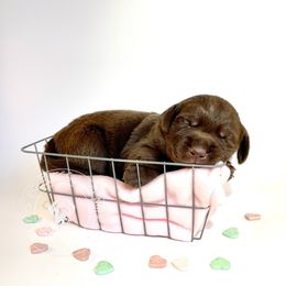 Labrador Retriever Puppies from RPAs Priceless Labradors