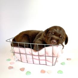 Labrador Retriever Puppies from RPAs Priceless Labradors