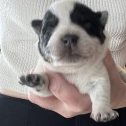 Boy 2 - Blue male Australian Cattle Dog puppy in Irvington, Kentucky from Dry Valley’s Australian Cattle Dogs
