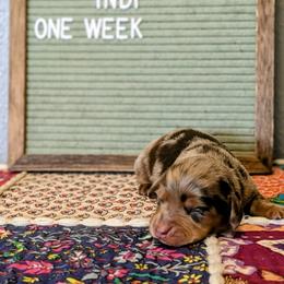 Clover - Dapple female Dachshund puppy in Indianapolis, Indiana from Englehaus Dachshunds