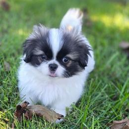 Jack - Red male Pekingese puppy in Winchester, Virginia from Posh Pekingese