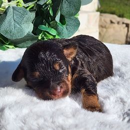 Annika - Chocolate and white female Havapoo puppy in Dothan, Alabama from Farquharson's Poodles&Doodles
