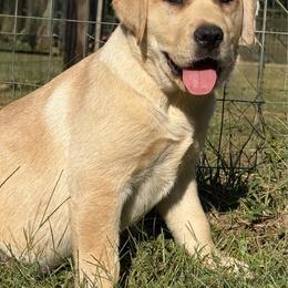 Orange - Yellow female Labrador Retriever puppy in Wilson’s, Virginia from Cedar Hill Farm Labradors