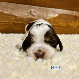 RB3 - Tri-Roan male English Springer Spaniel puppy in Britton, South Dakota from K&S Canines