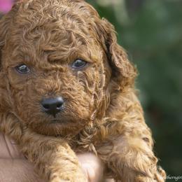 Poodle Puppies from Southern Girls Poodles