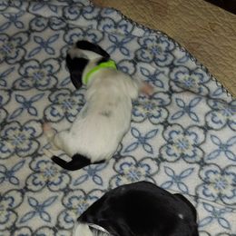 Basset Hound Puppies from Bodenhamer Hounds