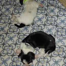 Basset Hound Puppies from Bodenhamer Hounds
