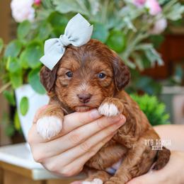 Aura - Sable female Bernedoodle puppy in Salado, Texas from Red Ranch Dogs