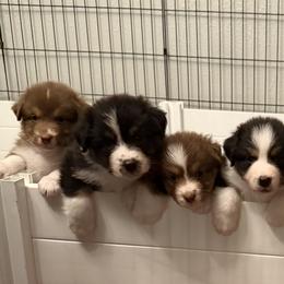 Australian Shepherds from Bayouland Australian Shepherds