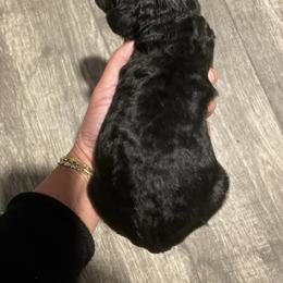 Oliver - Black male Goldendoodle puppy in Stafford, Virginia from Morris Doodles Virginia