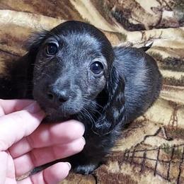 JACK - AKC - Dachshund puppy from Palali Farm