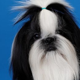 Juliet - Shih Tzu