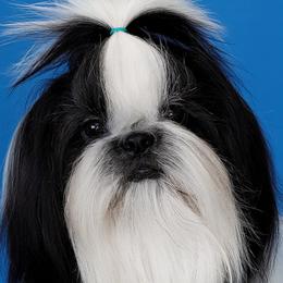 Juliet - Shih Tzu