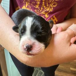 Muffin - Black tri-color female Australian Shepherd puppy in Monroe, North Carolina from Meekey Family Aussies