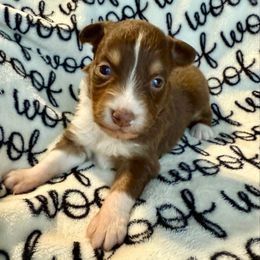 Daphne - Red tri-color female Australian Shepherd puppy in Blomkest, Minnesota from Meljestic Farms