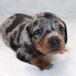 Dapple Male - Dapple male Dachshund puppy in Lily, Kentucky from Little Acres Miniature Dachshunds