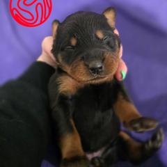 Red - Black and rust female Beauceron puppy in Batavia, New York from Oakland Beaucerons
