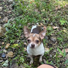 Pluto - Chihuahua