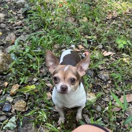 Pluto - Chihuahua