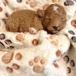 Elmo - Red male Cavapoo puppy in Liberty Hill, Texas from Cuddlebug Cavapoos of Austin