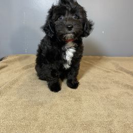 Boy 5 - Black male Poodle puppy in Oneida, Tennessee from Pippa’s Promise