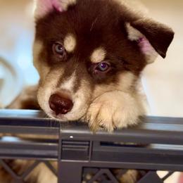 Coop - Brown and white male Siberian Husky puppy in Spring Hill, Florida from Siberian Huskies of Tampa Bay