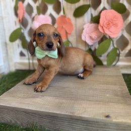 Red boy - Red male Dachshund puppy in Wills Point, Texas from East Mini Dachshunds Texas