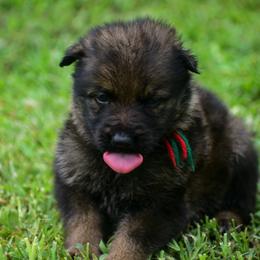 Red green girl - Sable female German Shepherd puppy in Clarkrange, Tennessee from Vom Wolff