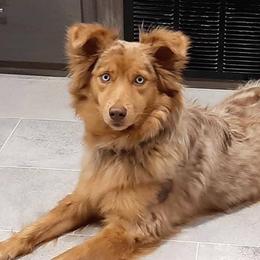 Australian Shepherds from S & E Delightful Aussies