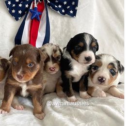 Miniature Australian Shepherd Puppies from AV Mini Aussies