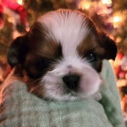 Chip - Sable and white male Shih Tzu puppy in Wolcottville, Indiana from Ducky's Doodles