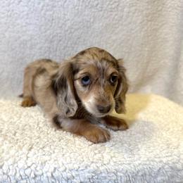Chanel - Dapple female Dachshund puppy in Stilwell, Oklahoma from Mountain Top Dachshunds