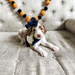 Goldendoodle Puppies from The W Doods