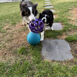 American Corgi and Border Collie Puppies from Duncan's Border Collies and Corgis