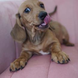 Soccer Boy - Cream male Dachshund puppy in Temecula, California from Naomi Magee's Dachshund Kennel