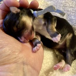 Maltipoo, Morkie, and Yorkipoo Puppies from Danza Bolo