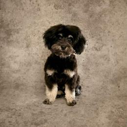 Aussiedoodle, Cockapoo, and Havapoo All Grown Up from Kaitlen Wood