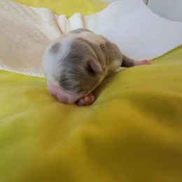 Boston Terriers from Rafael's Boston Terriers