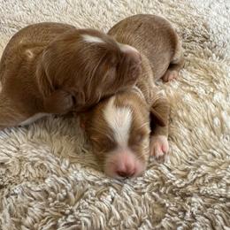 Boy 1 - Red  male Goldendoodle puppy in Glendale, Arizona from Follow Your Bliss Doodles