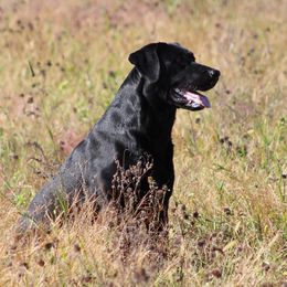 Lita - Labrador Retriever